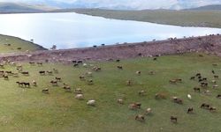 Gölet yapımında Türkiye’ye örnek olan şehir: Erzurum