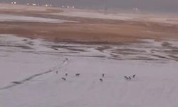 Yüksekova’da Kurt Sürüsü Görüntülendi