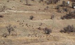 Yaban keçileri tek tek sayılıyor