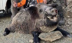 Elazığ’da avcılar 200 kiloluk domuz avladı