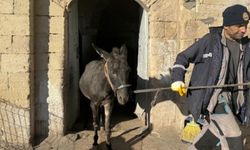 Mardin’de ’kadrolu’ eşekleri emekli edecek proje hayata geçiyor