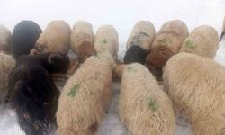 Karla birlikte Türkiye’nin en yüksek köyü Kışkılı’da besiciler zor durumda kaldı