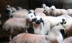 Erzincan’da yılın son kuzuları üreticilerin yüzünü güldürdü