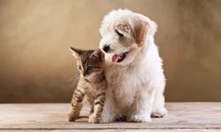 İlçe Tarım ve Orman Müdürlüğü'nden Evcil Hayvanlar İçin Önemli Duyuru