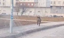 Bitlis’te ilçe merkezinde yaban domuzu paniği