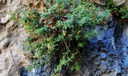 Endemik Malatya kantaronu, kimyasal olarak sarı kantarondan daha zengin çıktı