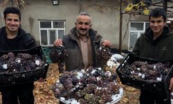 Türkiye-Irak Sınırında Kara Kışa Meydan Okuyan Lezzet: “Kışlık Üzüm” Gün Yüzüne Çıktı