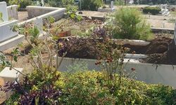 Marmaris’te domuz istilası sürüyor: "Yeni adres mezarlıklar"