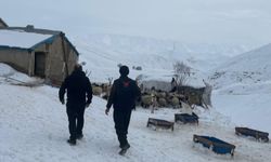 Yüksekova’da küçükbaş hayvancılık işletmelerine ziyaret