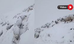 Van'da etkili olan kar, çobanlara zor anlar yaşattı
