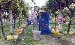 Sarıgöl’de üzüm hasadı devam ediyor