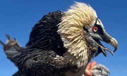 Van’da tedavi edilen yırtıcı kuşlar doğal yaşam alanına salınıyor