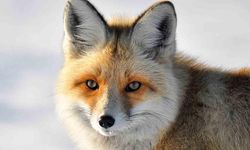 Yaban hayvanlarının yerleşim yerlerine inmesi endişelendiriyor