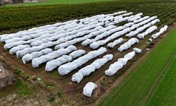 Çukurova çiftçisinden zirai don önlemi: 15 dönüm limon ağacı fileyle örtüldü