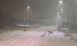 Iğdır’da kurtlar yerleşim yerlerine indi