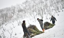 Muş’ta besicilerin kızaklı zorlu kış mesaisi