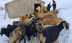 Yüksekova’da Hayvan Sağlığı İçin Saha Çalışmaları Sürüyor