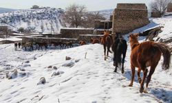 Yılkı atları fotoğrafçıların gözdesi oldu