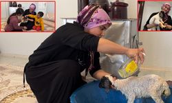 Annesiz Kalan Kuzuya Aile Şefkati