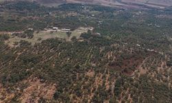 Mardin Büyükşehir Belediyesinden Derik zeytini için dal kanserine karşı mücadele