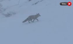 Yüksekova'da yiyecek arayan tilki görüntülendi