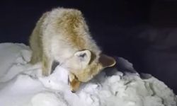 Yüksekova’da Sibirya soğukları: Tilki ayakta dondu