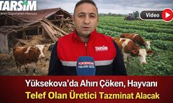 Yüksekova’da Ahırı Çöken, Hayvanı Telef Olan Üretici Tazminat Alacak