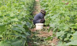 Erzincan’da kadın çiftçilere yüzde 50 hibeli sera desteği