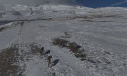 Aydınlar beldesinde kurt sürüsü görüntülendi