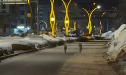İlçe Merkezinde Kurt Sürüsü Paniği