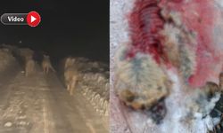 Yüksekova Altınoluk Köyünde Kurt Saldırısı: 1 Köpek Telef Oldu