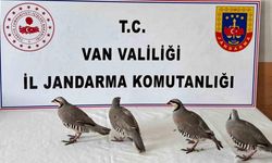 Van’da 4 keklik ele geçirildi