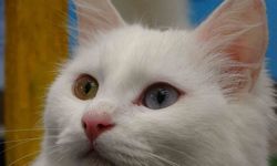 Van kedileri yılda üç kez kızgınlık dönemine giriyor