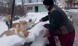 Sokak hayvanlarını beslemek için her yıl bin 400 kilometre yol geliyor