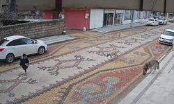 Mardin’de sokak köpeklerinin saldırdığı çocuğu esnaf kurtardı