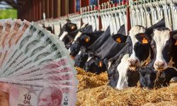 En çok büyükbaş hayvanın olduğu il belli oldu