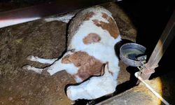 Elektrik kaçağı 8 büyükbaş hayvanı telef etti