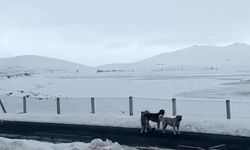 Ağrı’da başıboş sokak köpekleri tehlike saçıyor