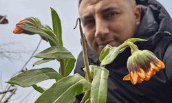 Karın başkenti Bitlis’te şubat sürprizi: Çiçekler karlar arasında açtı