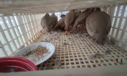 Şırnak’ta 40 adet kanatlı hayvan ele geçirildi