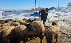 Süphan Dağı’nın eteğinde zorlu hayvancılık mücadelesi