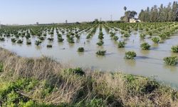 Seyhan Barajı’ndan su tahliyesi sürüyor: Tarlalar su altında kaldı