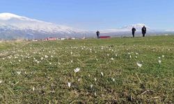 Bitlis’te kardelen ve çiğdemler açtı