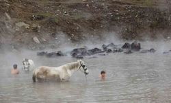 Manda ve atların kışın ortasında kaplıca keyfi