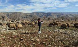 Ormaniçi’nde mera seferberliği: Ekipler sahada, arazi kullanımı mercek altında