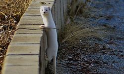 Tatvan sahilinde "Beyaz Gelincik" görüntülendi
