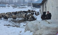 Yüksekova'da kuduz vakası sonrası aşılama ve bilgilendirme çalışması