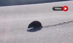 Yüksekova’da karlar içinde görüntülenen kirpi şaşırttı