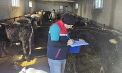 Yüksekova’da Aşı Uyarısı: “Aşısız Hayvan Sevk Edilemeyecek”