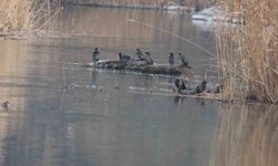 Ağrı Dağı Milli Parkı 200’ü aşkın kuş türüne ev sahipliği yapıyor